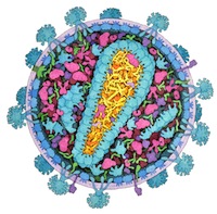 Learn about HIV with a PDB-101 poster and interactive animation.
