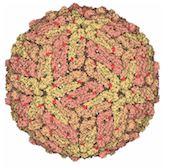 Image of the dengue virus from the Molecule of the Month.
