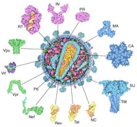 HIV (human immunodeficiency virus) is composed of two strands of RNA, 15
types of viral proteins, and a few proteins from the last host cell it
infected, all surrounded by a lipid bilayer membrane. Together, these
molecules allow the virus to infect cells of the immune system and force
them to build new copies of the virus. Each molecule in the virus plays
a role in this process, from the first steps of viral attachment to the
final process of budding.