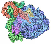 Image from the Molecule of the Month article on Transfer-Messenger RNA.