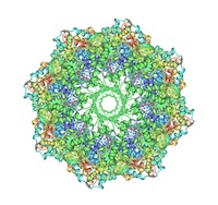 Image of 3izi created using Protein Workshop