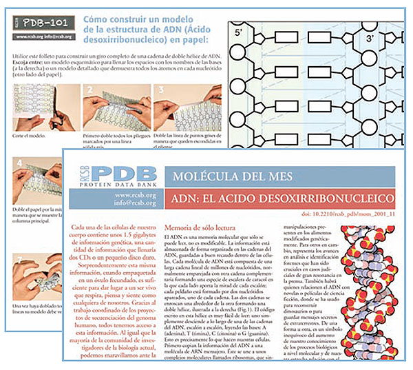 The DNA paper model and <i>Molecule of the Month</i> article have been translated into Spanish.