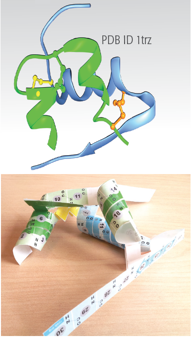 Build a 3D paper model of insulin