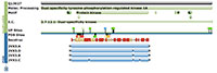 Protein Feature View from 2VX3's Structure Summary page. 