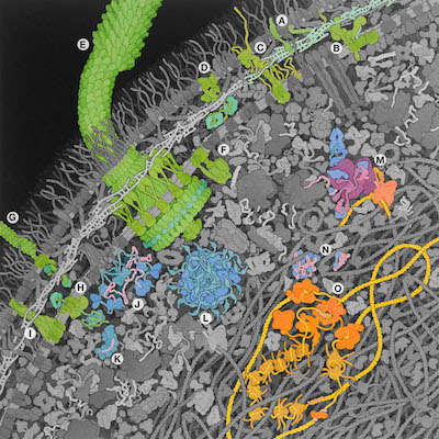 E. coli painting with key proteins highlighted