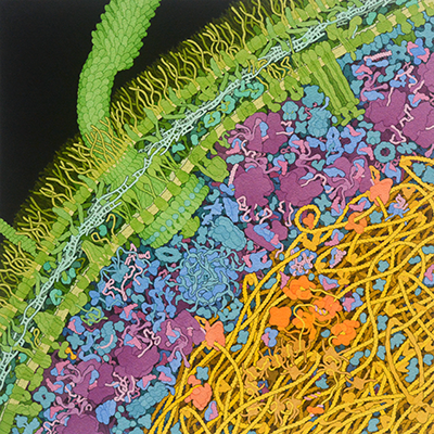 E. coli painting