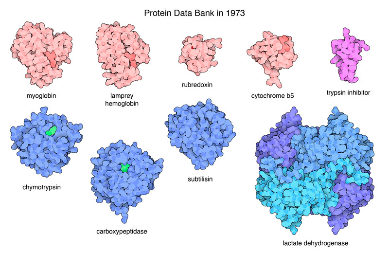 <a href="https://www.rcsb.org/pages/about-us/history">Early PDB structures set the foundation for the archive.</a>