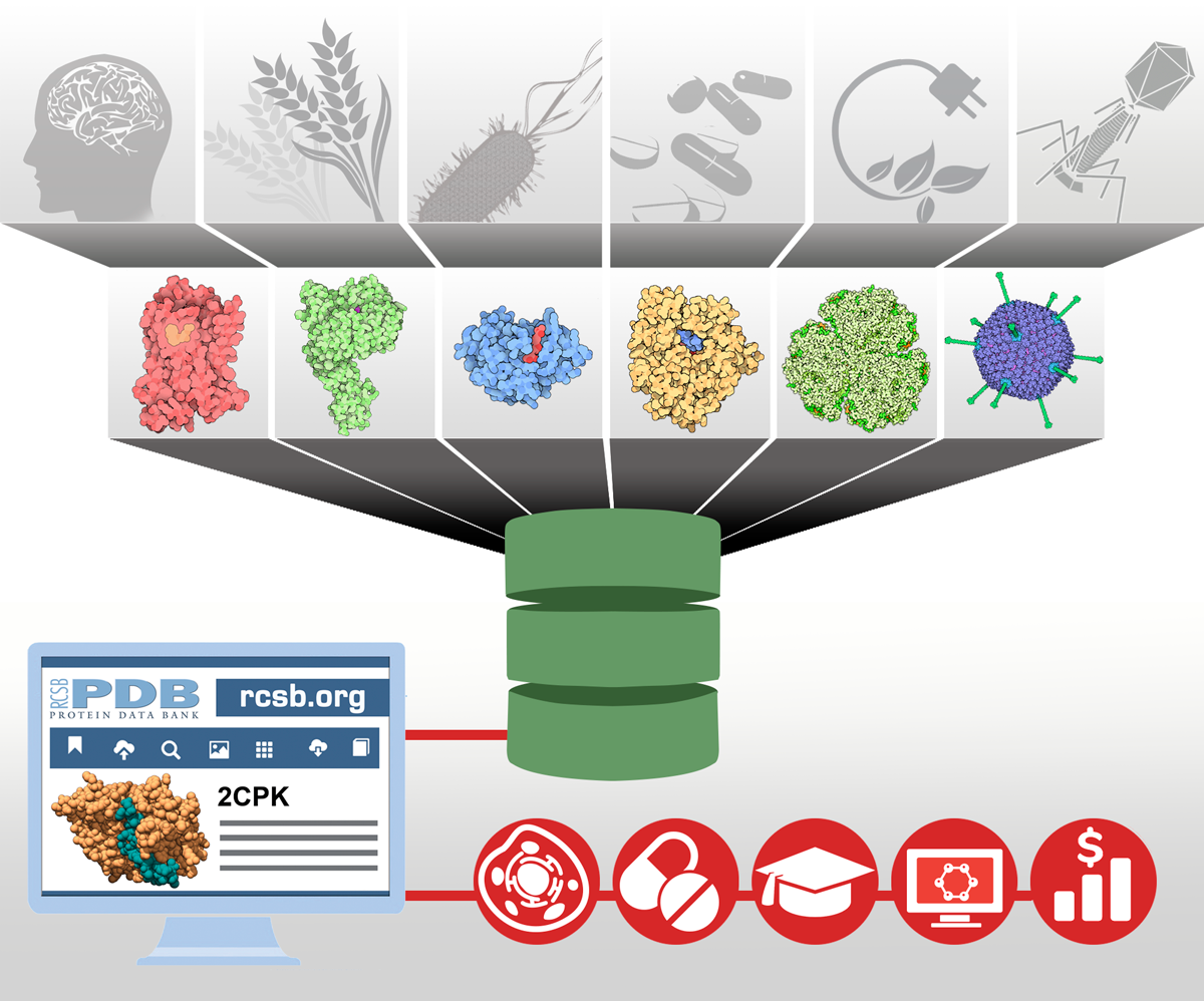 <I>RCSB PDB (RCSB.org) is the US data center for the global Protein Data Bank (PDB) archive of 3D structure data for large biological molecules (proteins, DNA, and RNA) essential for research and education in fundamental biology, health, energy, and biotechnology.</I>