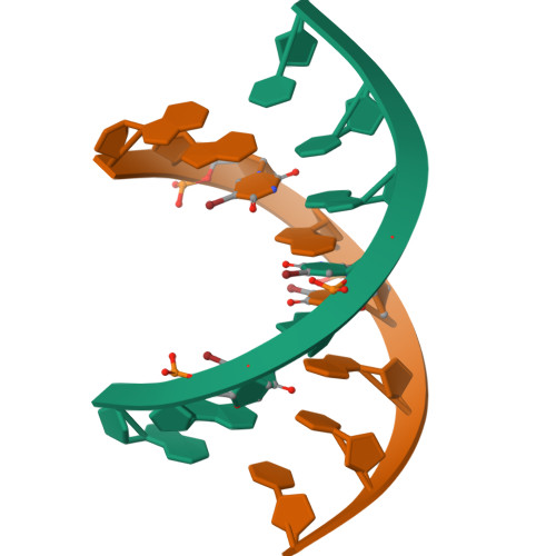 dna replication 3d model