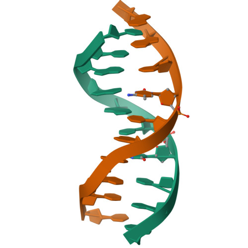 dna double helix structure 3d model