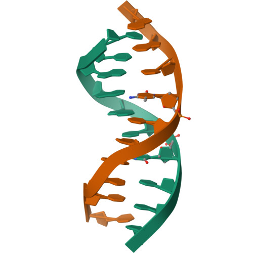 3d dna replication model