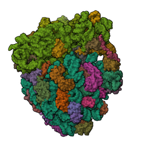 Sparsomycin inhibits translation through a conserved mechanism across all domains of life.