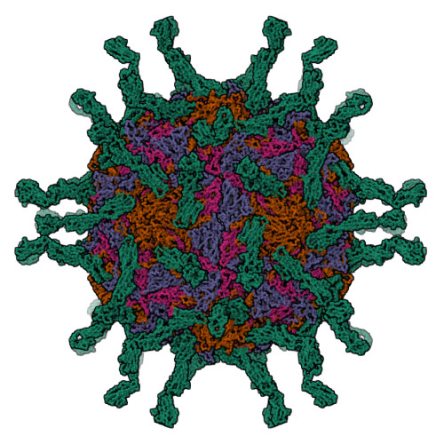 polio cell structure