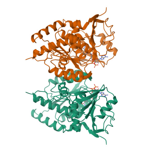 nad structure