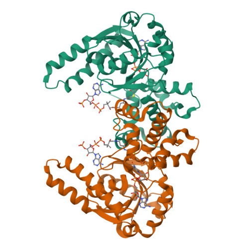 RCSB PDB - 1F0Y: L-3-HYDROXYACYL-COA DEHYDROGENASE COMPLEXED