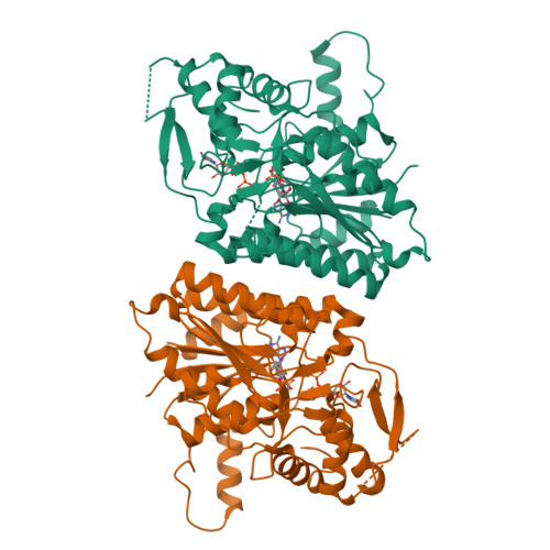 UDP-glucose 4-epimerase structure