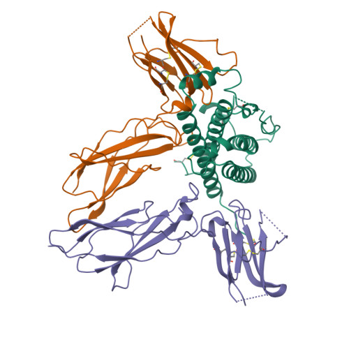 Rcsb Pdb - 1hwg: 1:2 Complex Of Human Growth Hormone With Its Soluble 