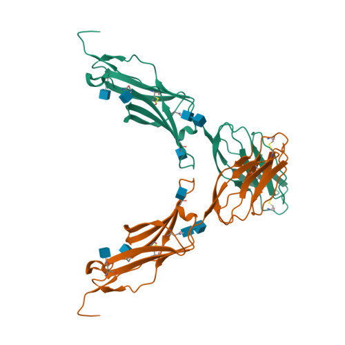 RCSB PDB - 1IC1: THE CRYSTAL STRUCTURE FOR THE N-TERMINAL TWO DOMAINS ...