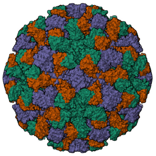 norwalk virus diagram