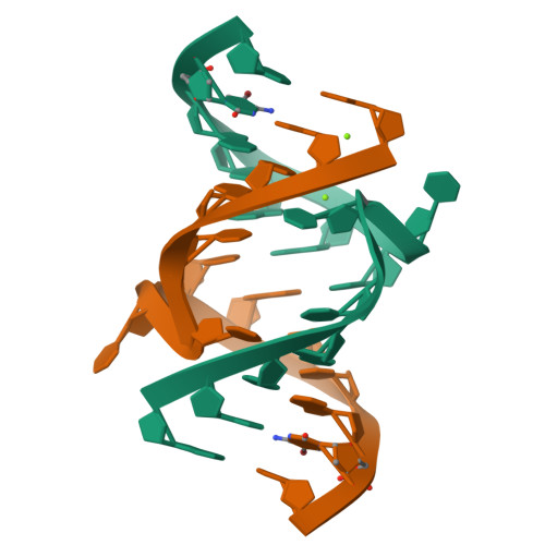 RCSB PDB - 1IK5: Crystal Structure Of A 14mer RNA Containing Double UU ...