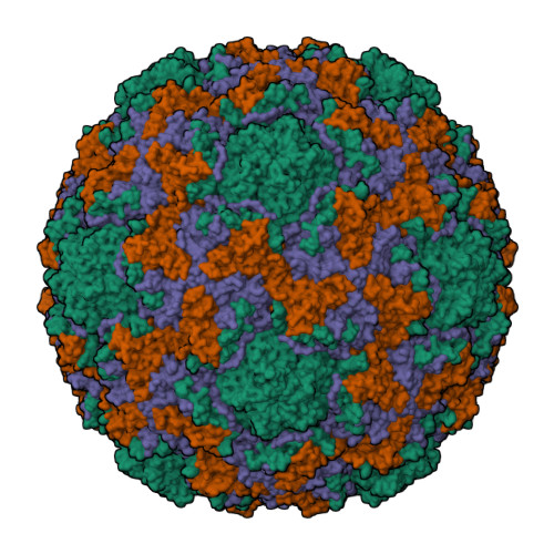 rhinovirus structure