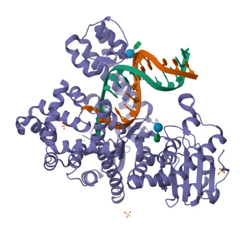 Rcsb Pdb - 1nkb: A Bacillus Dna Polymerase I Product Complex Bound To A 