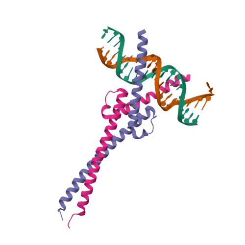 Rcsb Pdb Nkp Crystal Structure Of Myc Max Recognizing Dna