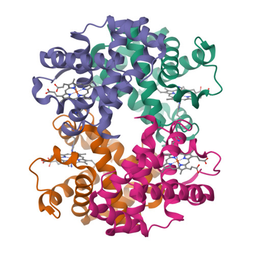 RCSB PDB - 1NQP: Crystal structure of Human hemoglobin E at 1.73 A ...