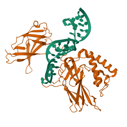 RCSB PDB - 1OOA: CRYSTAL STRUCTURE OF NF-kB(p50)2 COMPLEXED TO A HIGH ...