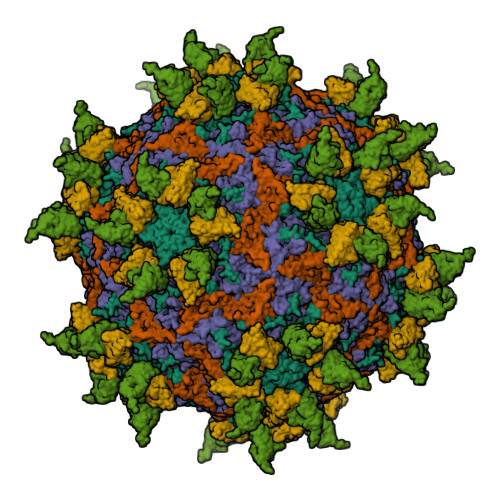 rhinovirus structure