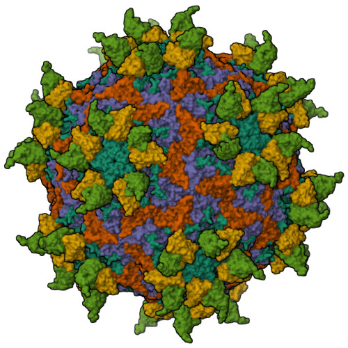 rhinovirus structure