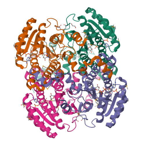 RCSB PDB - 1W73: Binary structure of human DECR solved by SeMet SAD.