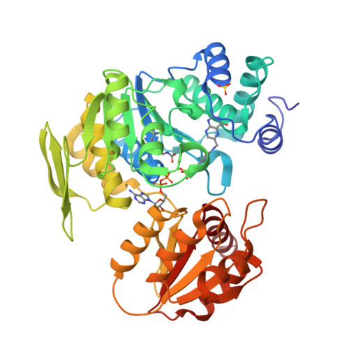 Dihydrofolate synthase/folylpolyglutamate synthase structure