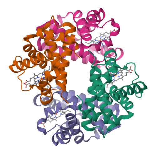 PDB-101: Learn: Videos: Oxygen Binding in Hemoglobin