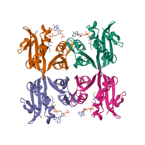 Rcsb Pdb 1yvk Crystal Structure Of The Bacillis Subtilis Acetyltransferase In Complex With 1446