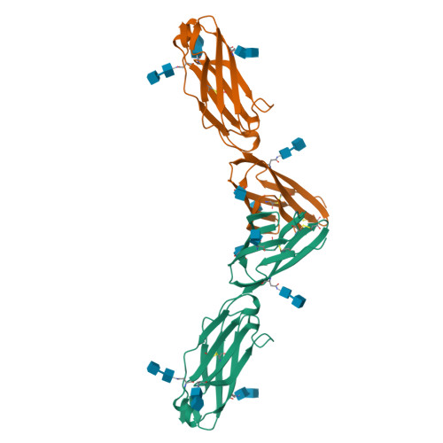 RCSB PDB - 1ZXQ: THE CRYSTAL STRUCTURE OF ICAM-2
