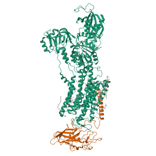 RCSB PDB - 24RC: Cryo-EM structure of human sodium pump W931R mutant in ...