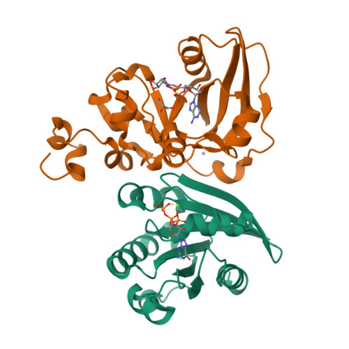 RCSB PDB - 2A5F: Cholera Toxin A1 Subunit Bound To Its Substrate, NAD+ ...