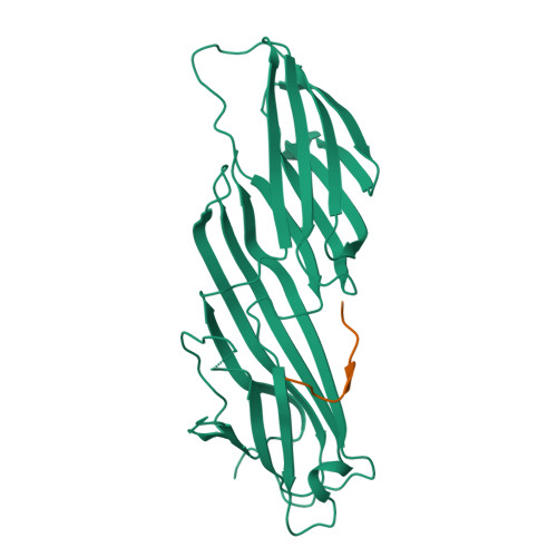 P2X purinoceptor 4 structure