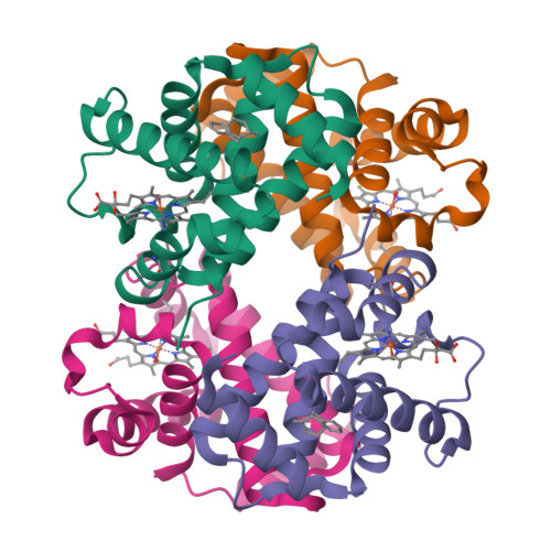 RCSB PDB - 2DN1: 1.25A resolution crystal structure of human hemoglobin in  the oxy form