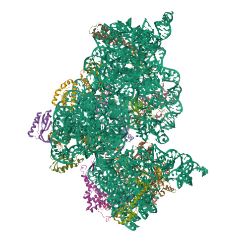 RCSB PDB - 2E5L: A snapshot of the 30S ribosomal subunit capturing mRNA ...