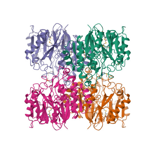 Putative agmatine deiminase structure
