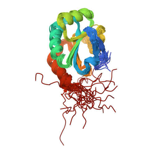 neisseria meningitidis structure