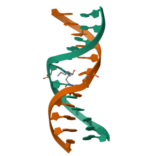 dna replication 3d model