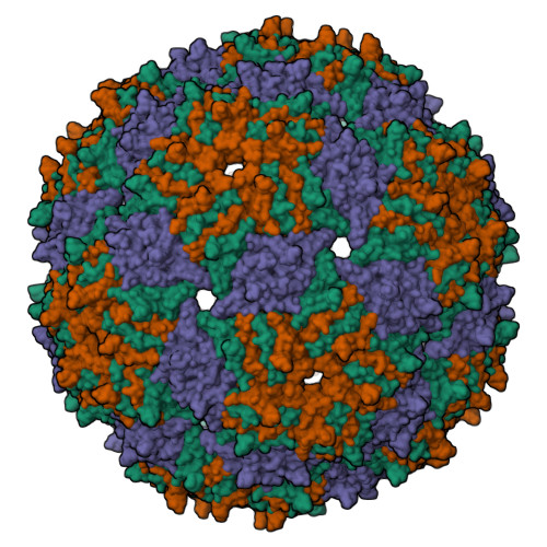 m s2 bacteriophage diagram