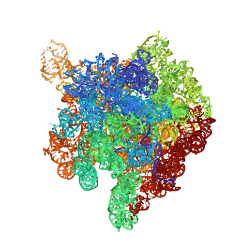 RCSB PDB - 2O43: Structure of 23S rRNA of the large ribosomal subunit ...