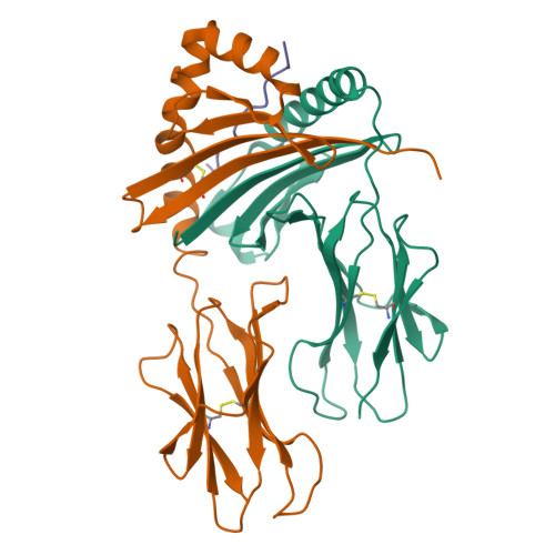 HLA class II histocompatibility antigen, DR beta 3 chain structure