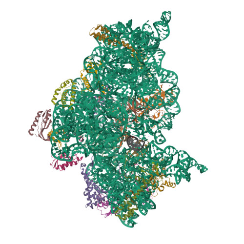 RCSB PDB - 2UU9: Structure of the Thermus thermophilus 30S ribosomal ...