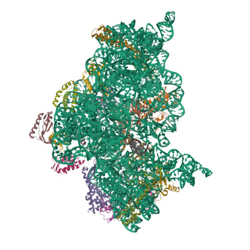 RCSB PDB - 2UUA: Structure of the Thermus thermophilus 30S ribosomal ...