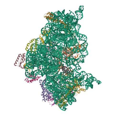 RCSB PDB - 2UUC: Structure of the Thermus thermophilus 30S ribosomal ...